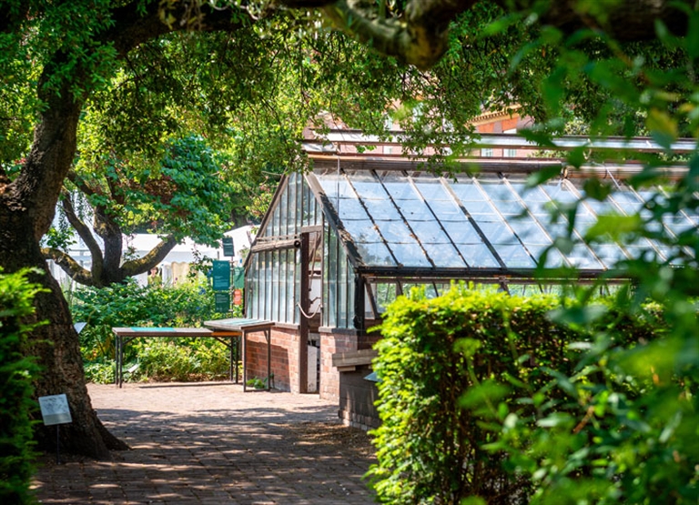 Humidity blossoms at Chelsea Physic Garden